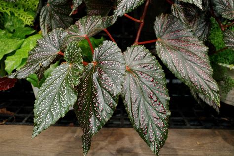 觀葉秋海棠繁殖|用葉子繁殖就能孵出秋海棠寶寶 Begonia